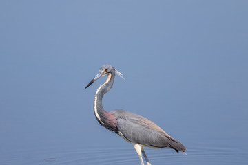 Tricolored Heron, Merritt Island National Wildlife Refuge, Flori