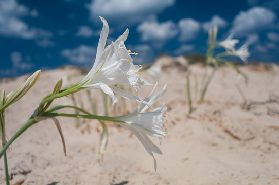 Sea Daffodil On Mediterranean Beach