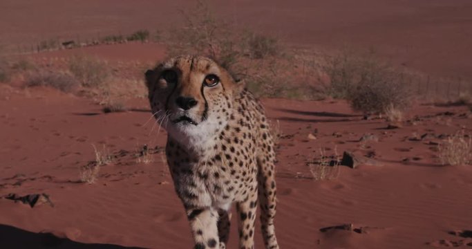 4K Cheetah snarling and looking towards camera 