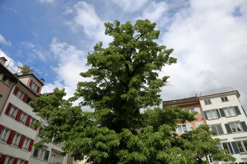 The charming architecture of the largest Swiss city of Zurich