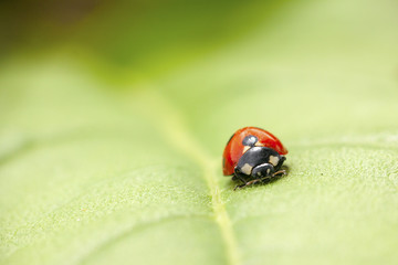 ladybug on a leaf