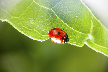 ladybug on a leaf