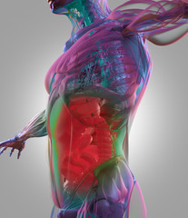 Digestive system, human anatomy, xray like futuristic scan. 3d illustration.
