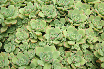 Green succulent plants in Exotic garden in Monaco
