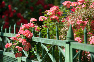 Fototapeta na wymiar Pink roses climbing on fence