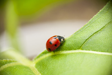 ladybug on a leaf