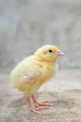 Cute little chicken on background