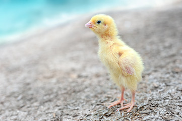 Chicks in the henhouse.Newly hatched chicks on a chicken farm.