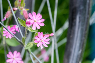 Bl&uuml;ten mit Fahrradspeichen