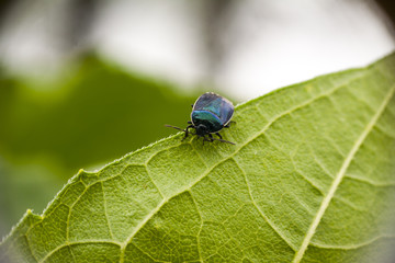 small black beetle on a green leaf