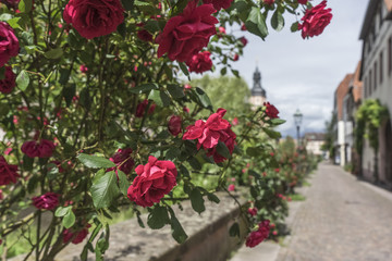 Rote Rosen am Strauch in der Altstadt