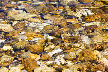 lavandes en provence