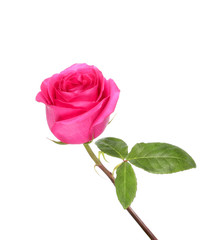 Pink rose flower