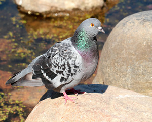 Fototapeta premium Rock pigeon sitting on the stone