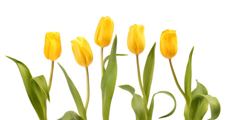 Set of five yellow tulips