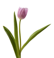 Purple tulip flower