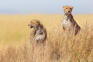 Cheetah in the Serengeti National Park. Tanzania.