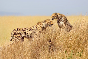 Cheetah in the Serengeti National Park. Tanzania.