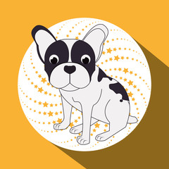 Animal design. french bull dog icon. Isolated illustration , vector