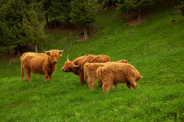 Highland cow in summer meadow