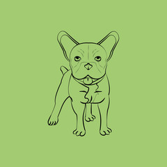 Animal design. french bull dog icon. Isolated illustration , vector