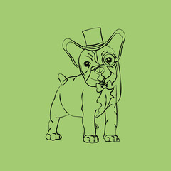 Animal design. french bull dog icon. Isolated illustration , vector