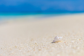 White seashell in the sand on the beach