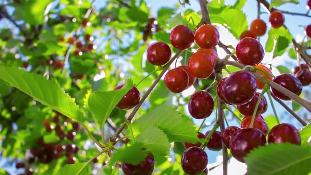 sunbeam shining through branch of ripe cherries on a background of blue sky 