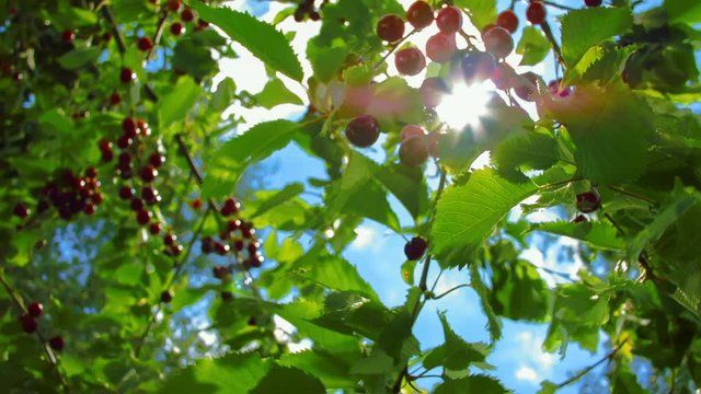 Sunbeam shining through branch of ripe cherries. Wind shakes the branch with ripe cherries