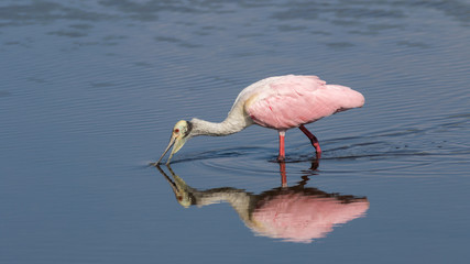 Roseate Spoonbill Foraging, Merritt Island National Wildlife Ref