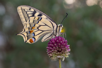 Farfalla Papilio machaon