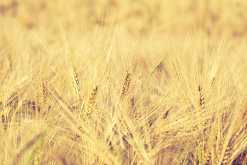 Getreide 09 - Ähren