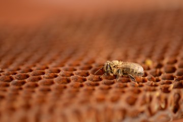 honeycells