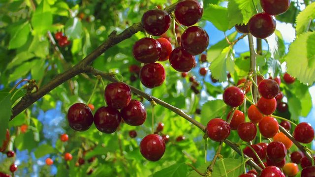 Circular motion around the chamber of ripe cherries on a tree. Branch of ripe cherries on a background of blue sky