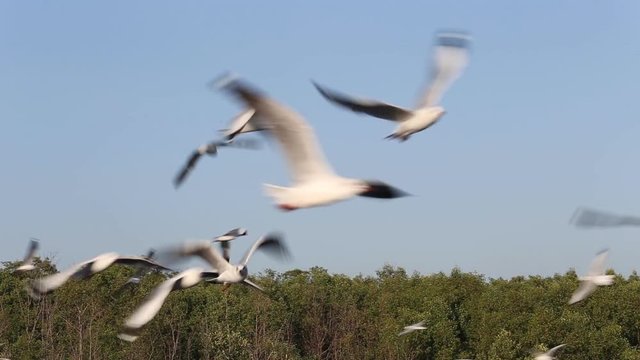 Brown-headed seagull birds (Larus brunnicephalus) flying near sea