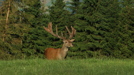 Deer