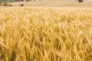 Golden Barley Fields