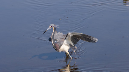Tricolored Heron Foraging, Merritt Island National Wildlife Refu
