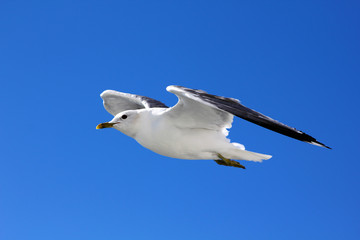 The gull in the sky
