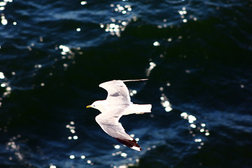 The gull in the sky