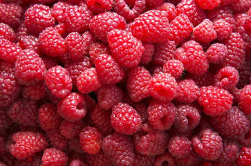 Fresh red raspberries