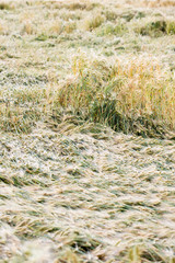 Getreide 04 - Sturmschaden