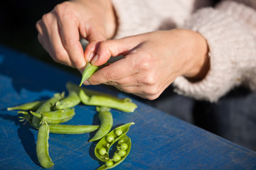 fresh pods of green peas in woman's hands. Girl's hands hulled peas from shell.