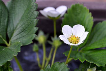 Strawberry flower. Flowering strawberry plant in the garden.