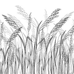 Fototapety  Szkic wektor trawy, ilustracji wektorowych z dzikimi ziołami