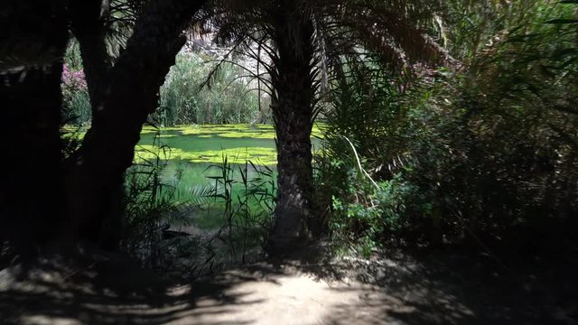 mountain river with palms growing,Greece, Crete
