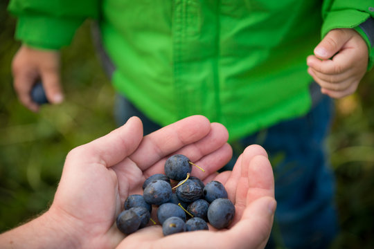 closeup of parent's hands full of organic blueberries and child going to try berries. Family picking up blueberries in forest.  Father treating berries to his toddler son in  park. Lifestyle concept - Powered by Adobe