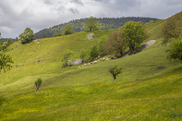 Fototapeta na wymiar meadow near le Vernet at col Mariaud with grazing cows