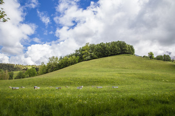 meadow with bee box near le Vernet at col Mariaud