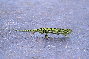 Kamaeleon